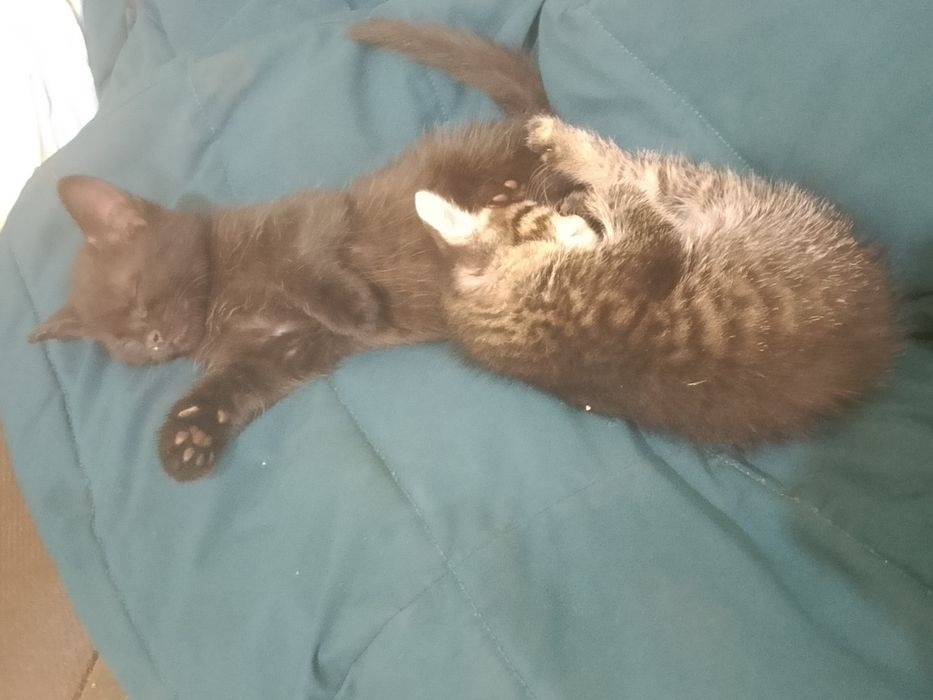 Отдам котят в добрые руки