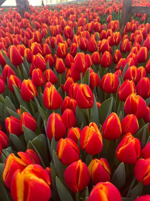 Белорусский тюльпан оптом