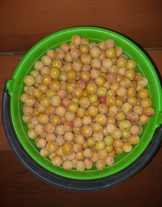 Продам жёлтую алычу