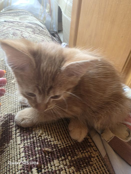 Милый котик в хорошие руки