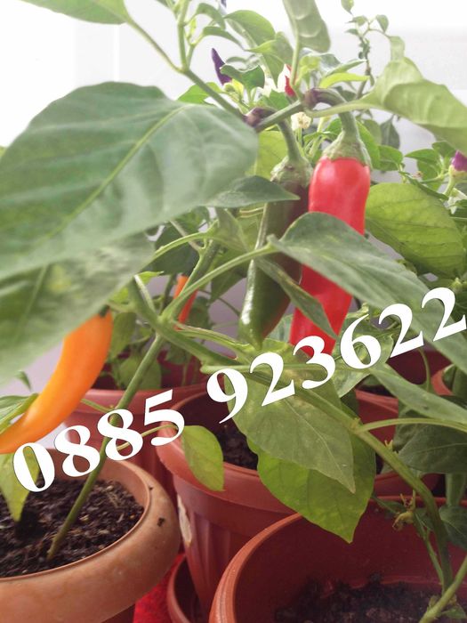 Саксия с Люти Чушки, Физалис или Тютюн -  Еко и Биологично Отглеждани