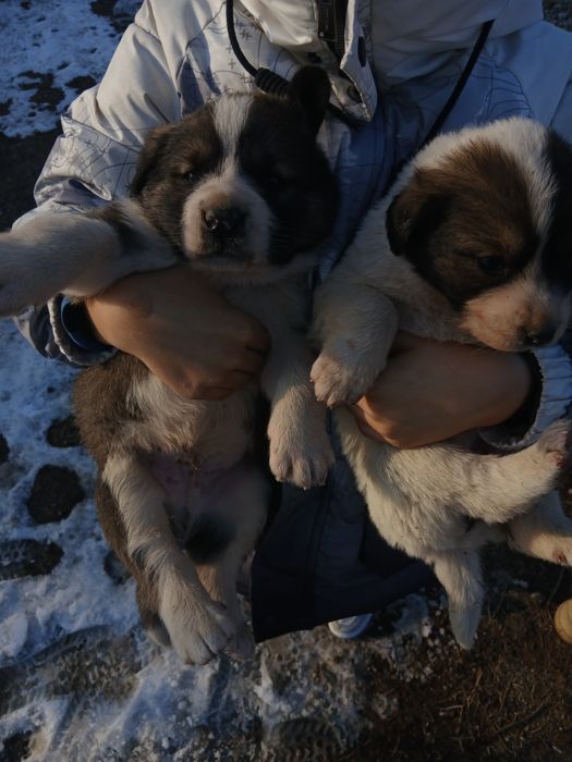 Кушік сатылады тобет 50мың