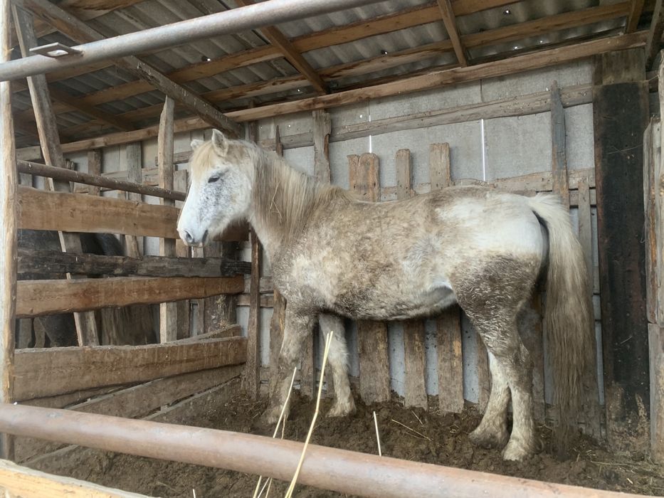 Соғымға семіз бие сатылады