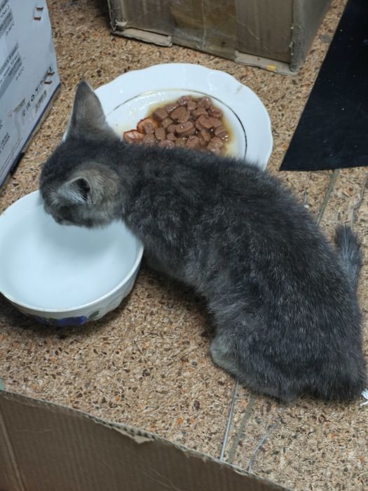СРОЧНО! Котенок девочка в добрые руки.