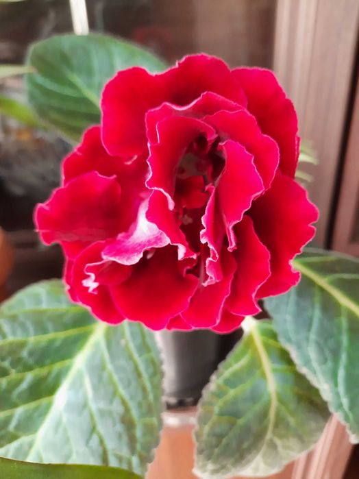 Продам смесь семян глоксиний