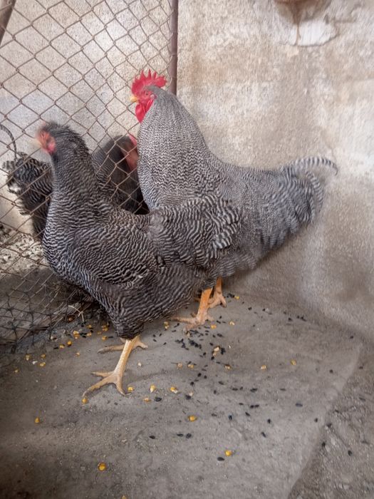 Vând cocoși și găini