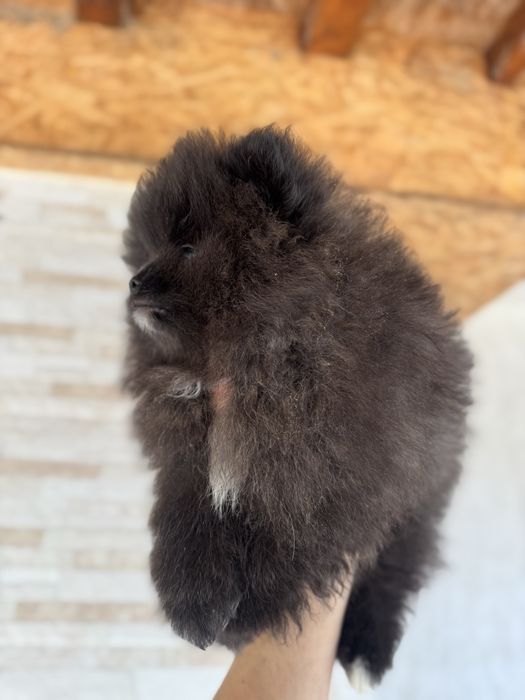 Померан bear face