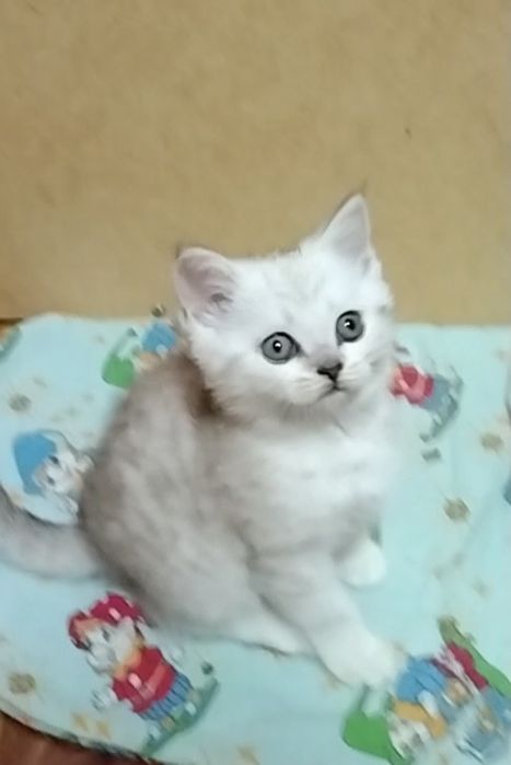 Скоттиш страйт. Мальчики.