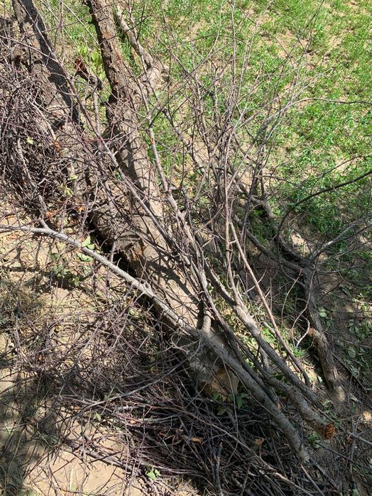 Утин сотилади Тут Залдори