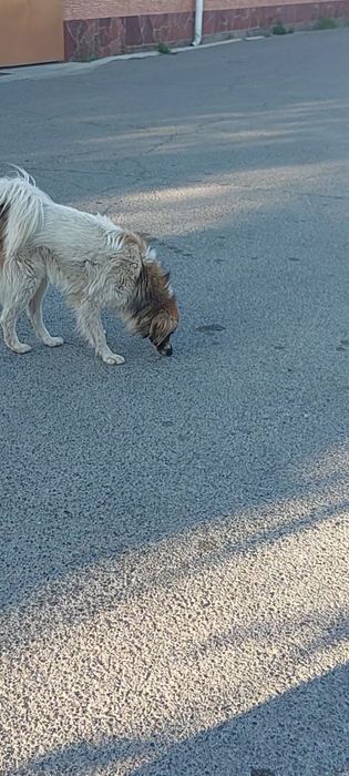 Пропала собака кабель крупный белый