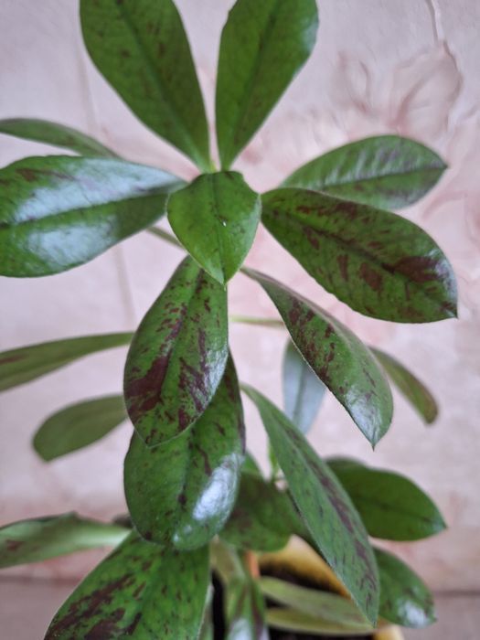 Синадениум.  синадениум