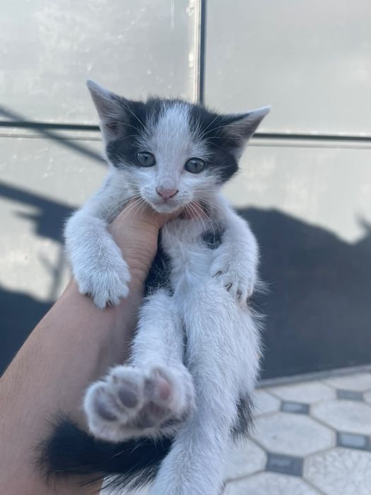 Котятки маленкие