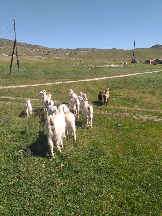 Продам козье молоко