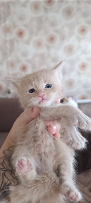 Котята породы Мейн-кун