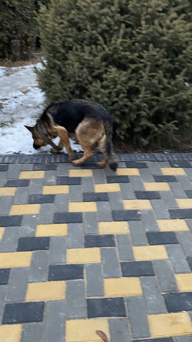 Овчарка,девочка очень умная и дрессирована