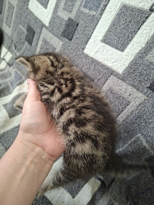 Британские котята