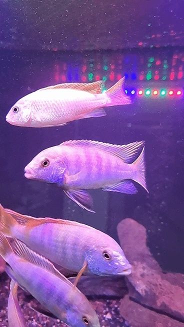 Аквариумные рыбки