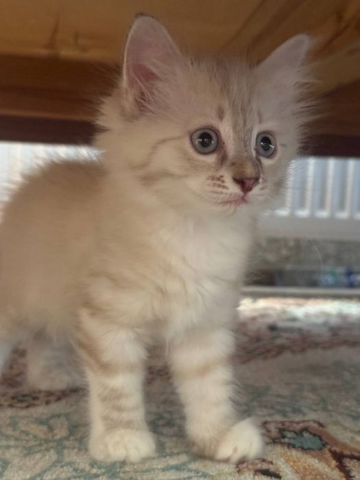 Hayland strayt 2 ta bolasi bor