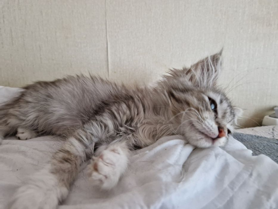 Котенок девочка в добрые руки