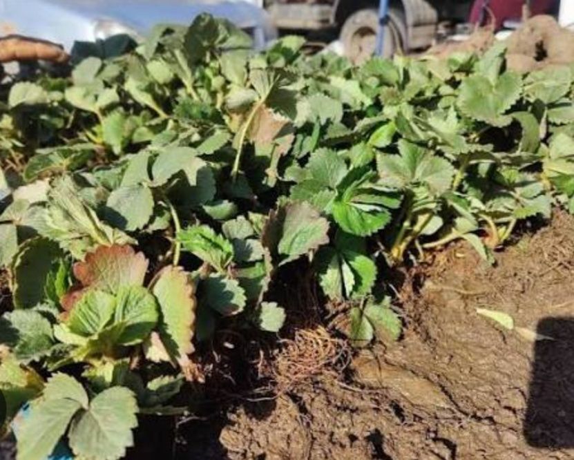 Клубника рассада