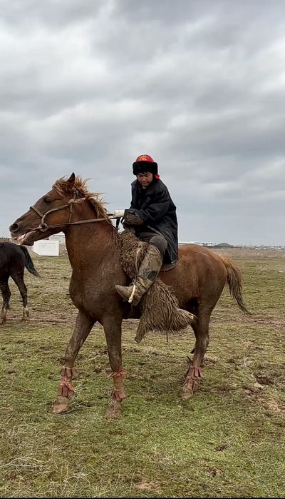 Шымкент жылқы сатылады