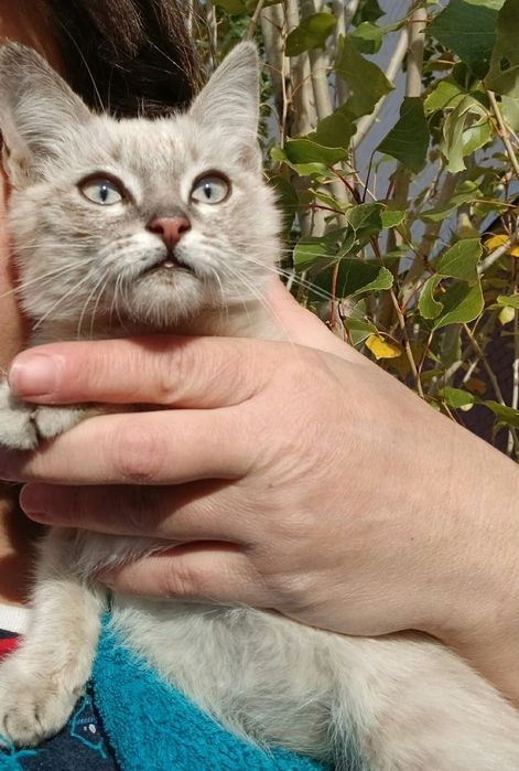 Котенок девочка, чистый без блох, мать крысолов