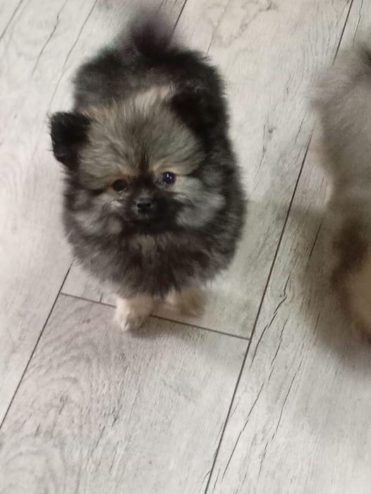 Мальчик Померанский шпиц