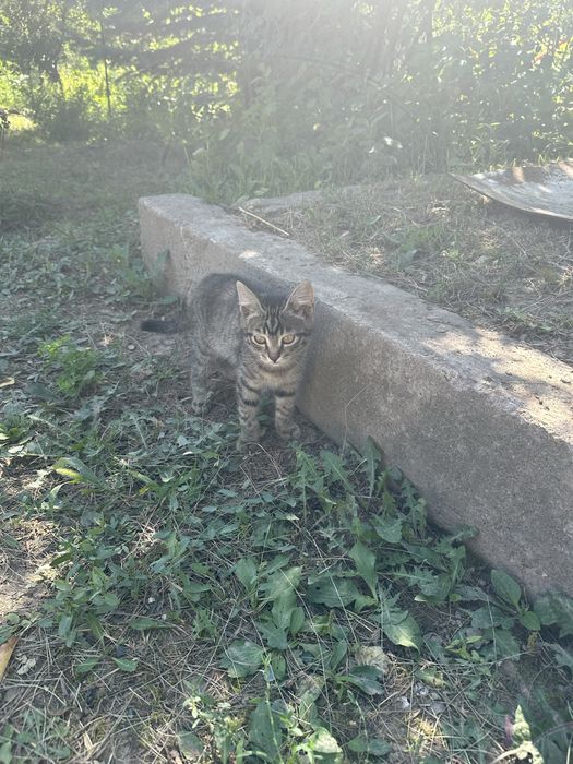 Отдам котенка бесплатно