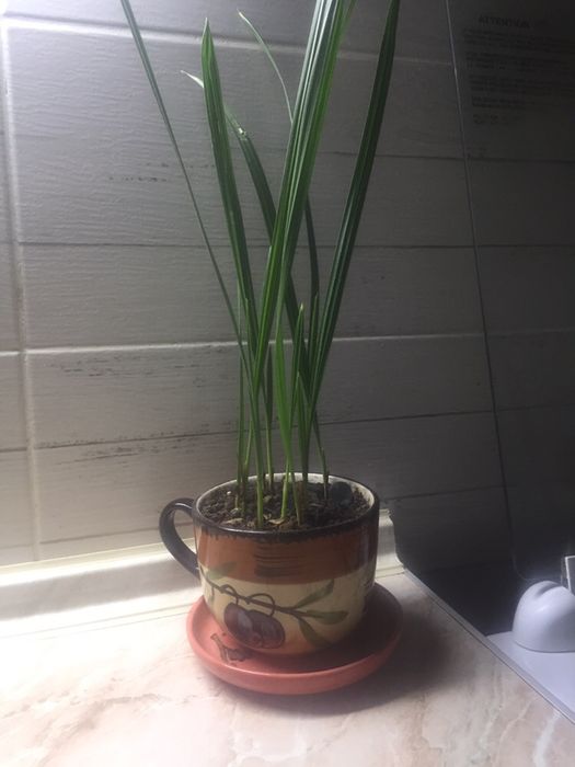 продается пальма