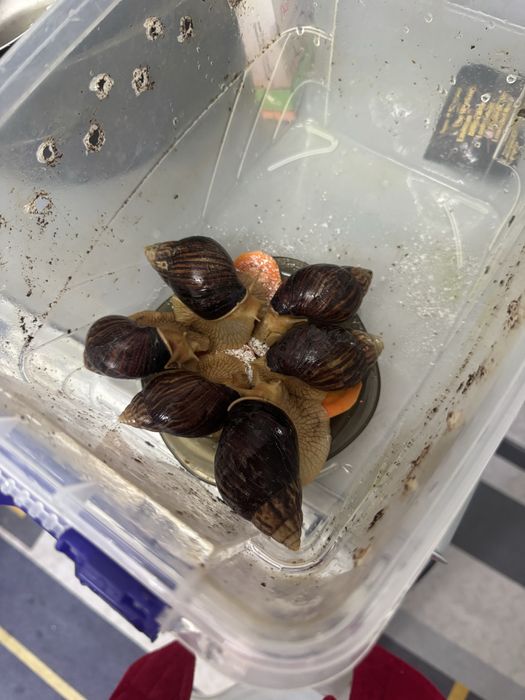 Улитки ахатины недорого