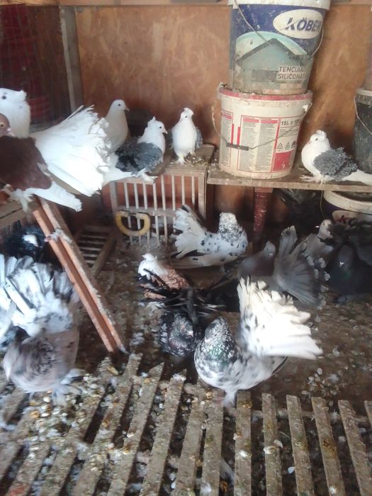 Porumbei voltat indian