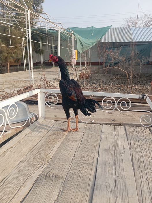 Тоза кореага турк жужа хуроз.