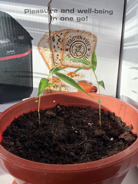 Bambus Moso planta si seminte