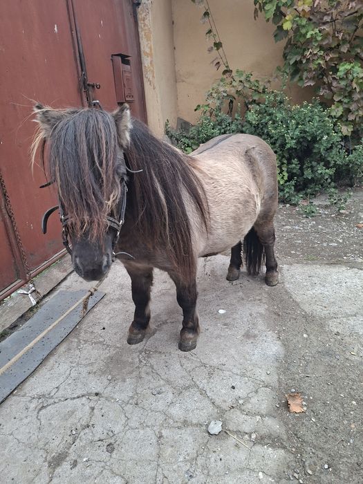 Vand sau schimb cu animale