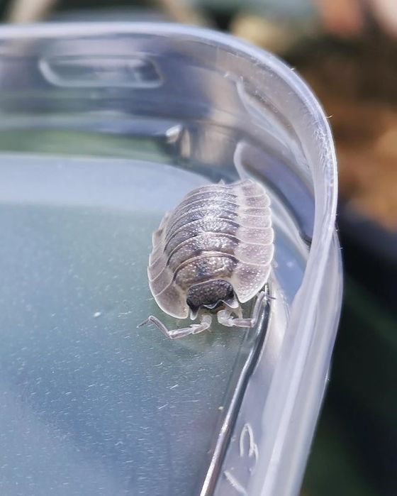 Izopozi/ izopode/milipedes