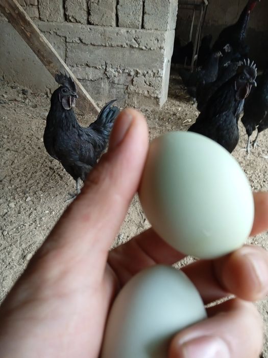 Ухейилюй жужалари, Uxeyilyuy joʻjalari chiqishni boshladi