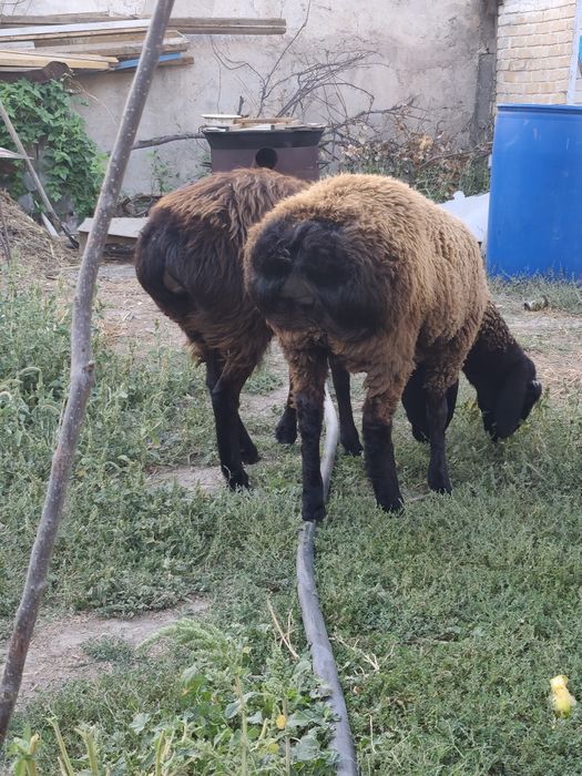 Барашки декабрьские