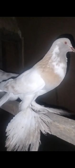 Дутыштар сатылады