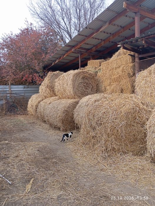 Продам сено самовывоз