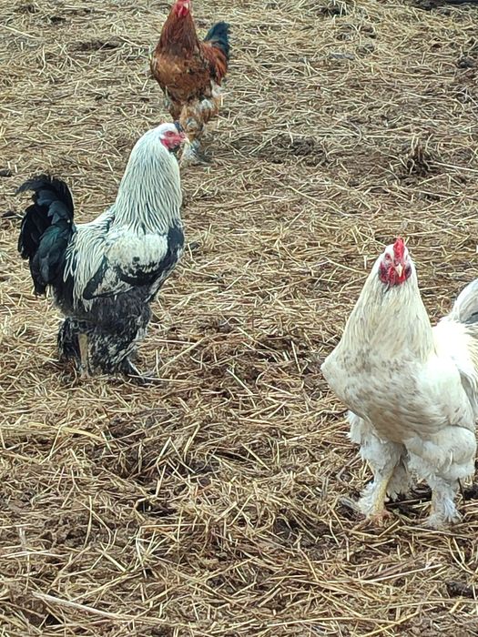 Продам петухов брама