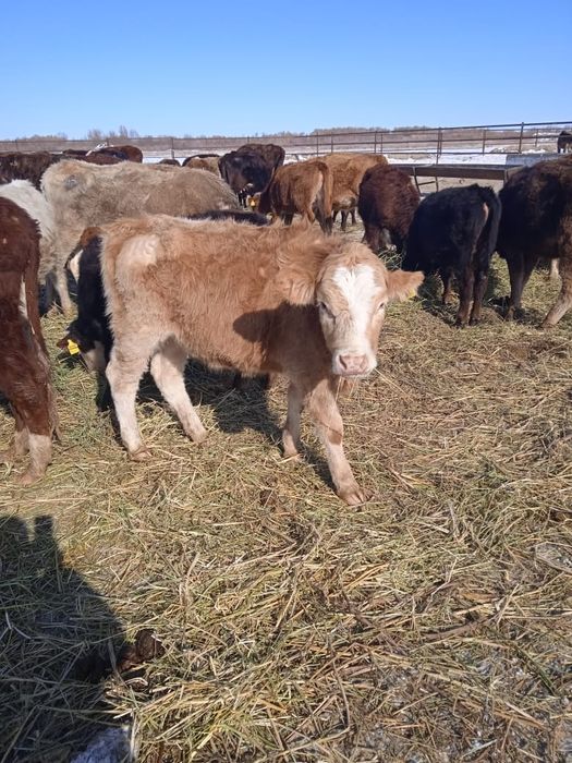 Продам.    телочк