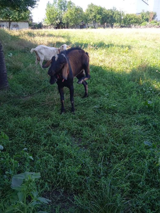 Țap anglonubian metis cu alpin francez