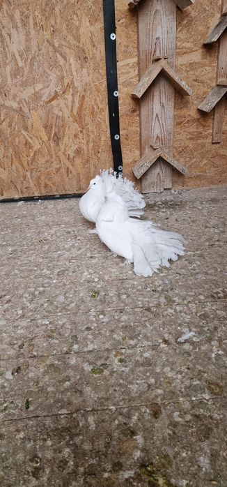 Porumbei votați indieni de vânzare  100lei bucata