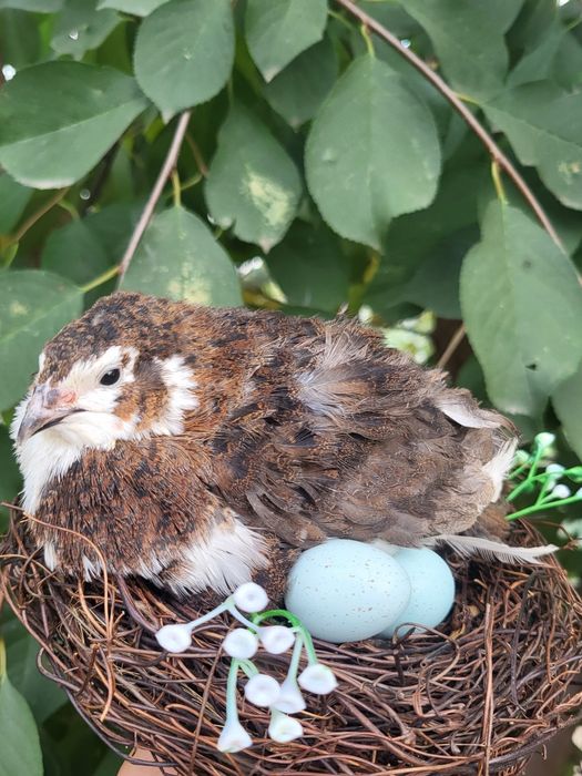 Oua Prepelita Pentru INCUBAT/CONSUM