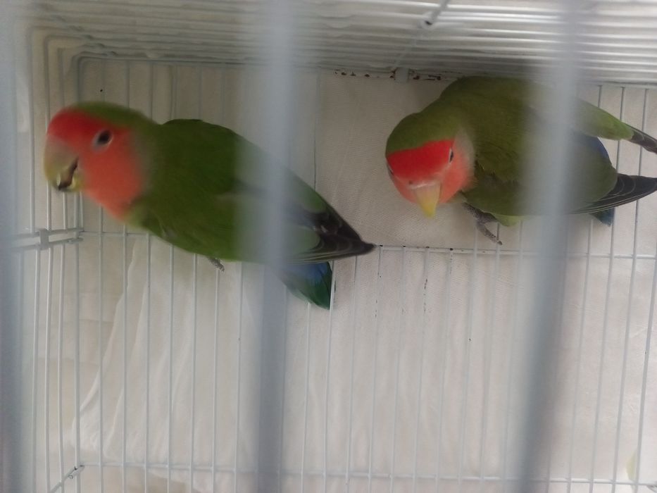 Продаю ПОПУГАИ - Неразлучники