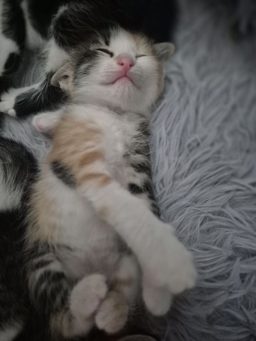 Котята бесплатно