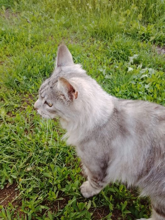 Кошка: мейн кун.