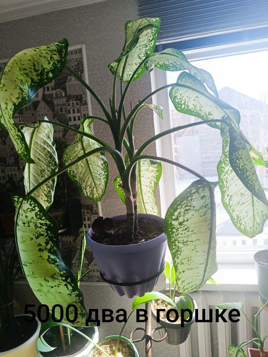 Продам недорого цветы