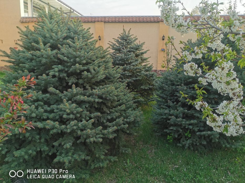 Ели голубые продаются