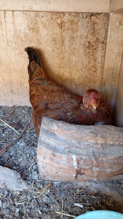 Damashniy tozza tovuqlar